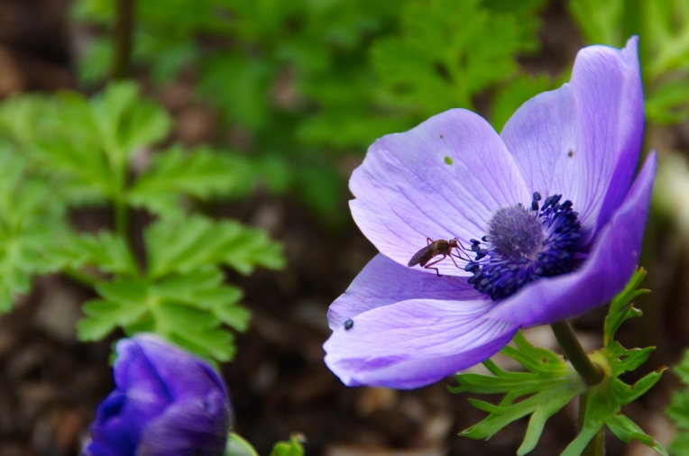 …Jeg elsker sol og sommer og når jeg er i haven med mit kamera, føler jeg tiden står stille… Her en lilla blomst med et insekt, som jo lige giver et ekstra twist til billedet :)